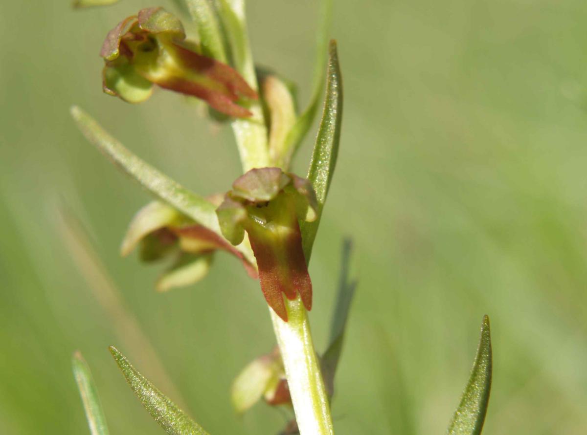 Orchid, Frog flower